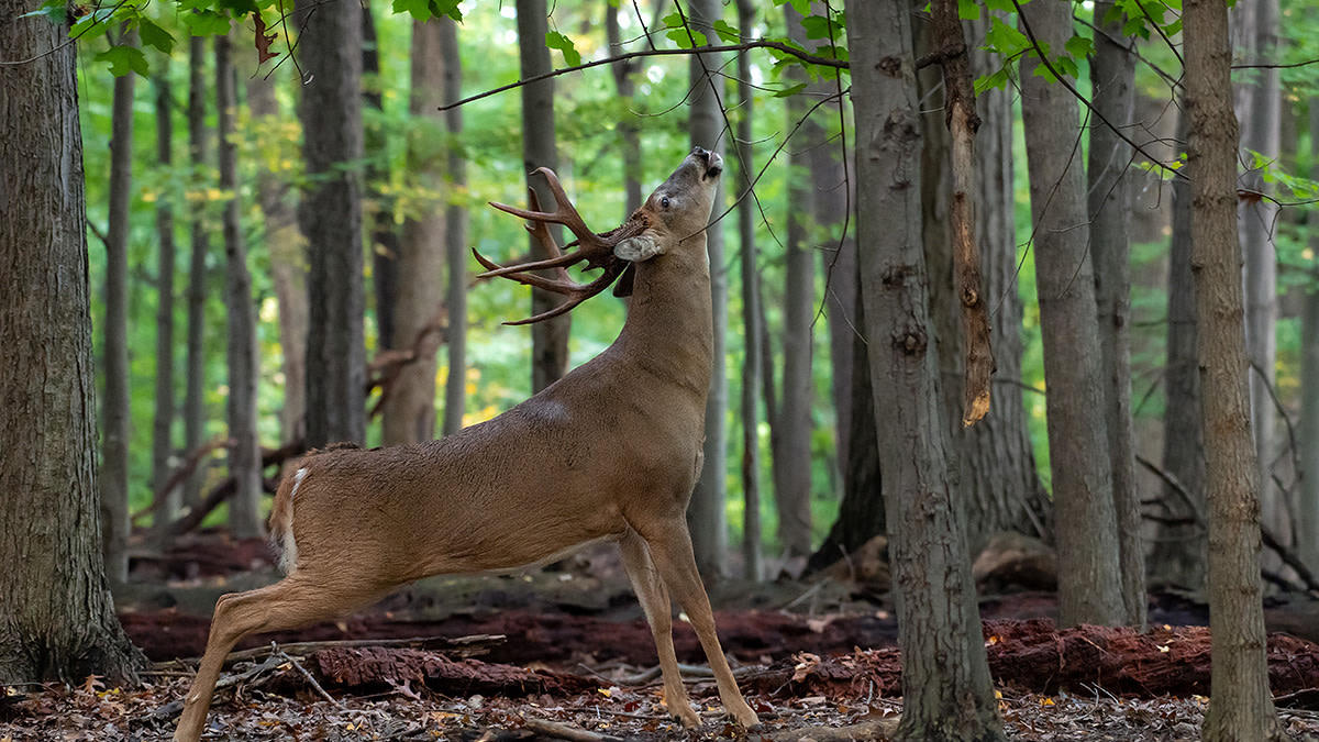 Whitetail deer in Mississippi woods